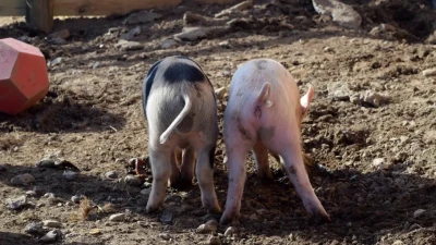 На свиноферме в Актюбинской области, оштрафованной на 7,2 млрд тенге, вновь проводят проверку