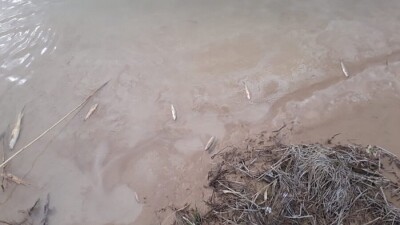 Массовая гибель рыбы произошла на реке Бадам под Шымкентом