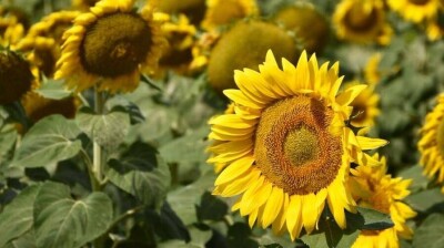 Прогноз погоды на 14 августа: сильная жара и усиление ветра ожидаются на большей части Казахстана