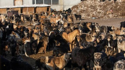 Волонтёры "Стоп отлова" в Астане поблагодарили теннисистку Рыбакину за помощь приюту