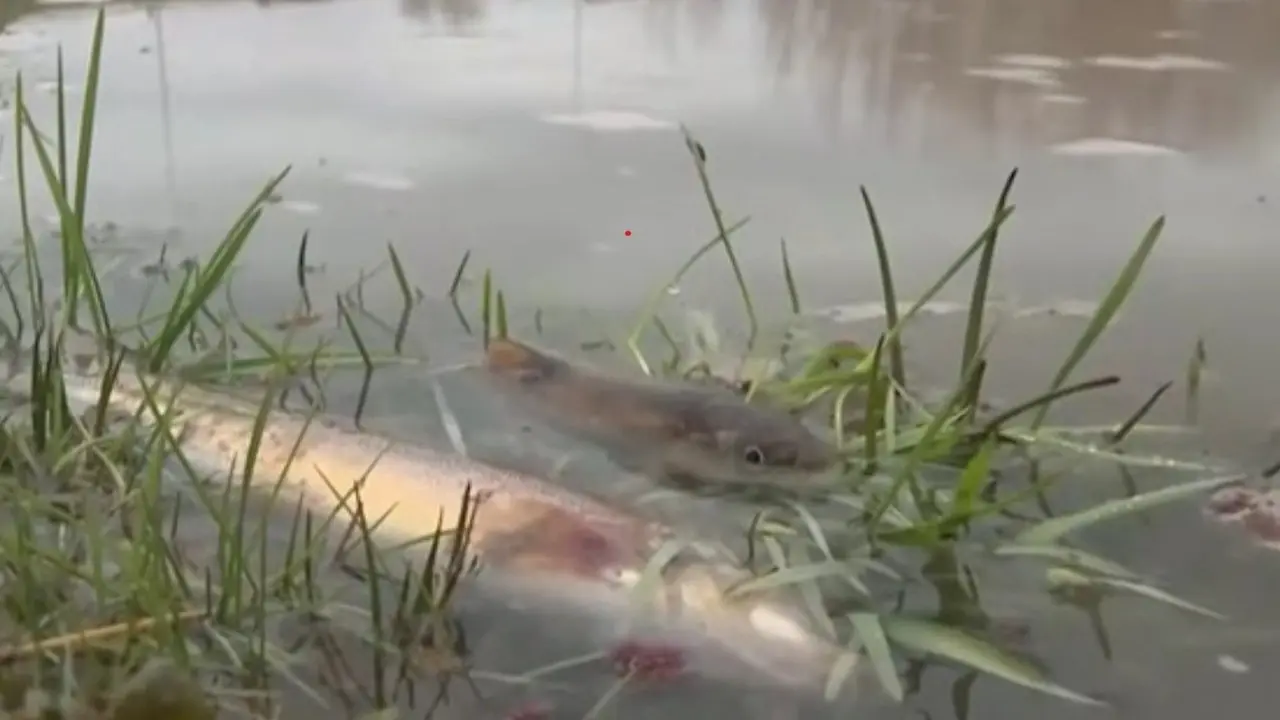 Кадр с видео Otyrar.kz