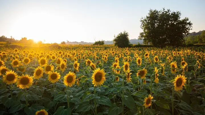 Прогноз погоды на 5 августа: сильная жара сохраняется на западе и юге страны