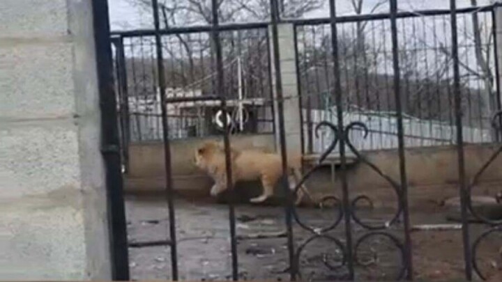 Житель Алматы незаконно содержал взрослого льва в крестьянском хозяйстве