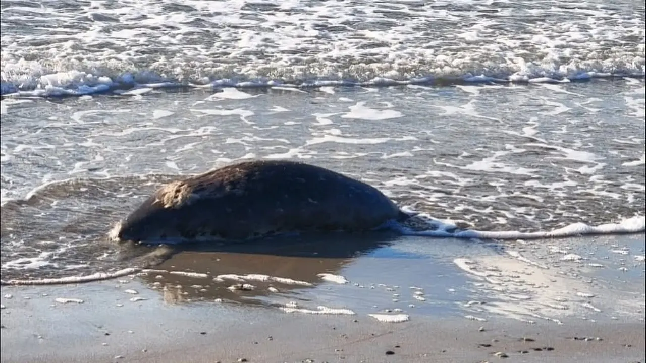 Более 100 мёртвых тюленей обнаружили на берегу Каспия в Мангистауской области
