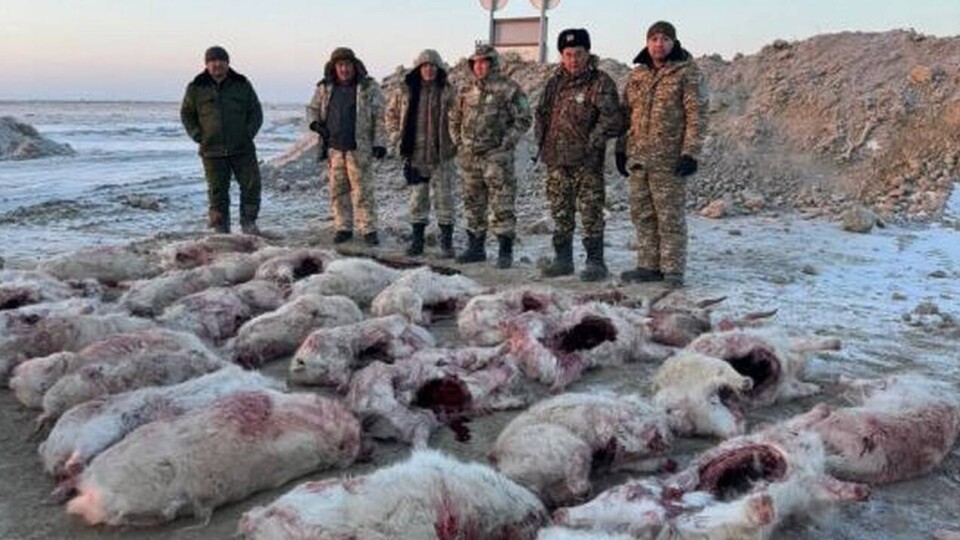 Более 30 сайгаков застрелили браконьеры в Кызылординской области