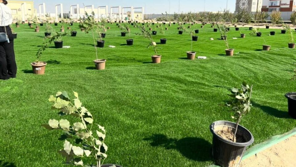 В Актау открыли ботанический сад с искусственным газоном и деревьями в вазах