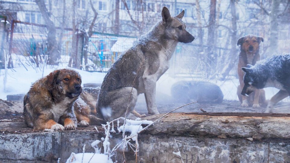 Мужчину, забивающего бродячих собак на продажу, задержали в Акмолинской области
