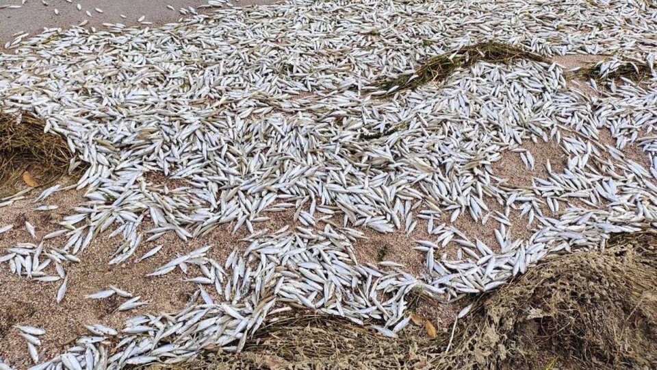 Ещё три тонны рыбы погибло на Капшагайском водохранилище