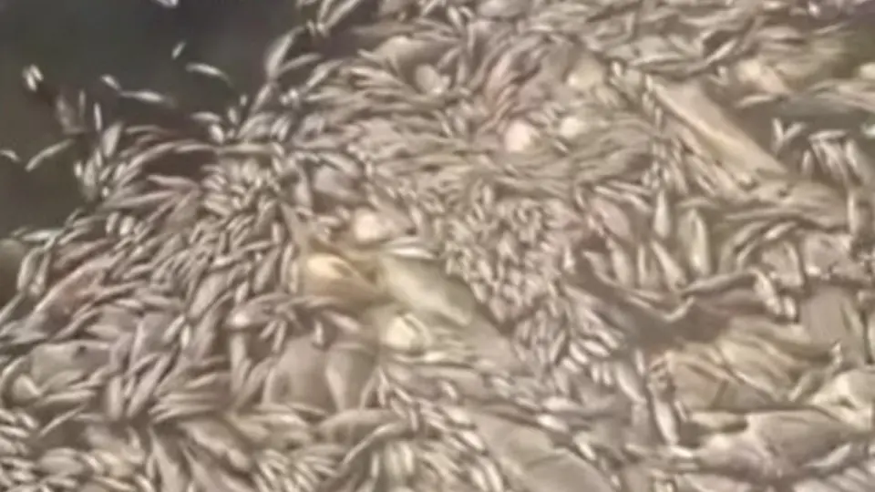Кадр с видео