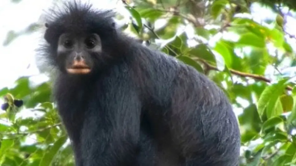 Обезьяна Colobus congoensis / Фото Daniel Rosengren с сайта journals.plos.org