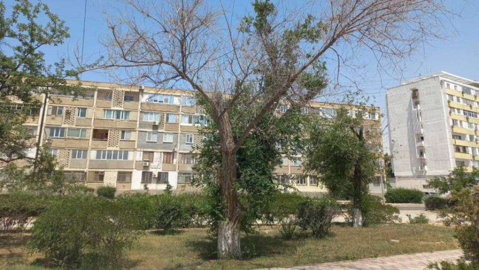 Жители Актау требуют от городских властей организовать полив засыхающих от жары деревьев