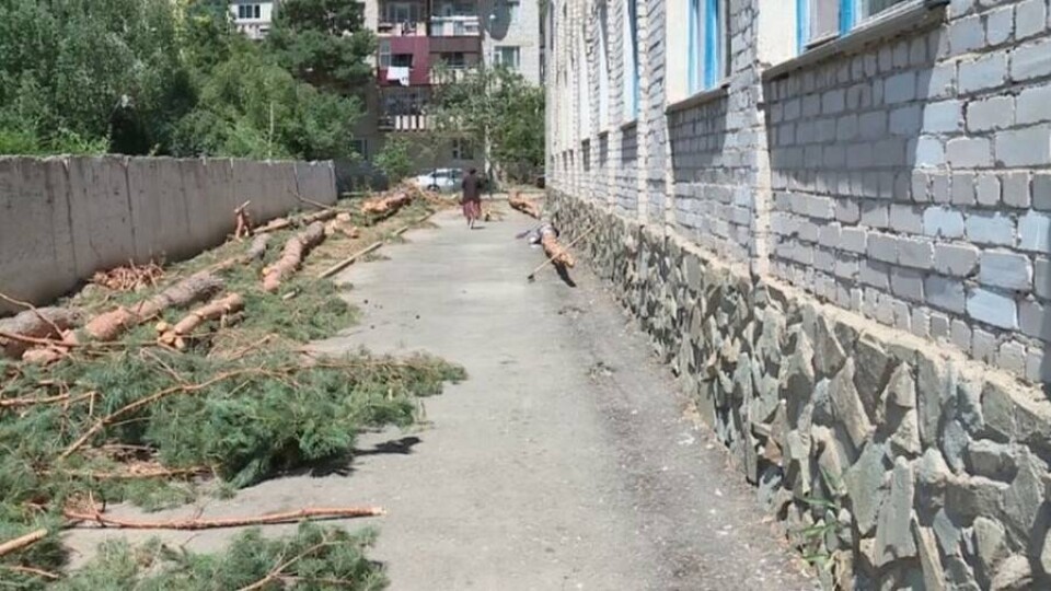 Уголовное дело возбудили на директора школы в Текели за вырубку сосен