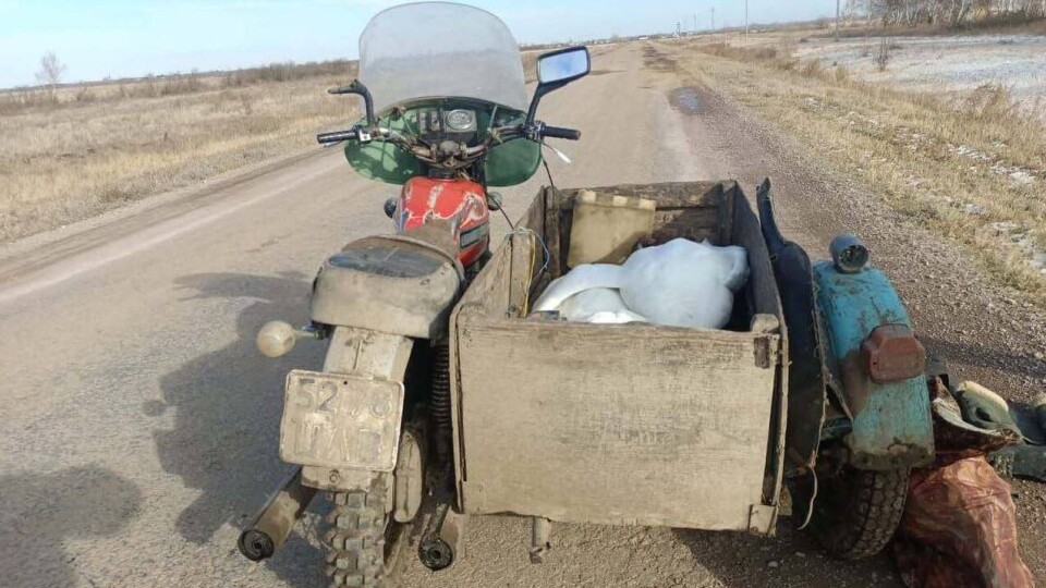 Пару краснокнижных лебедей застрелил охотник в Акмолинской области