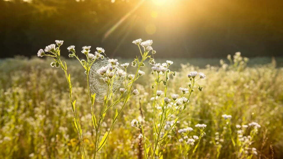 Прогноз погоды на 20 июня: на западе жара немного спадёт, на севере будет теплее