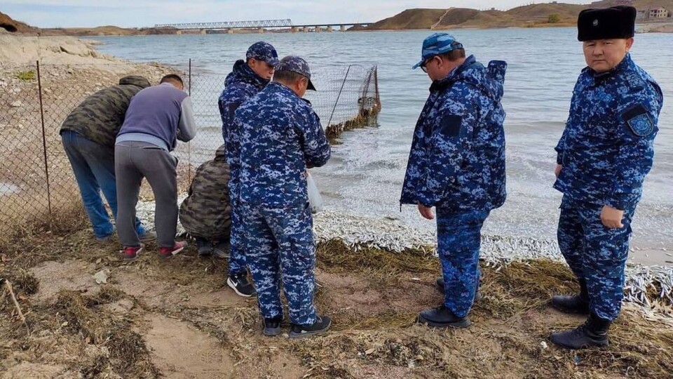 Почти 18 тонн рыбы погибло на Капшагайском водохранилище. Виноваты ветер или болезнь