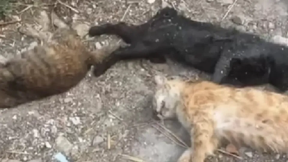 Кадр с видео