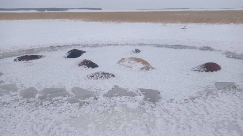 В Северном Казахстане 50 лошадей погибли, провалившись под лёд