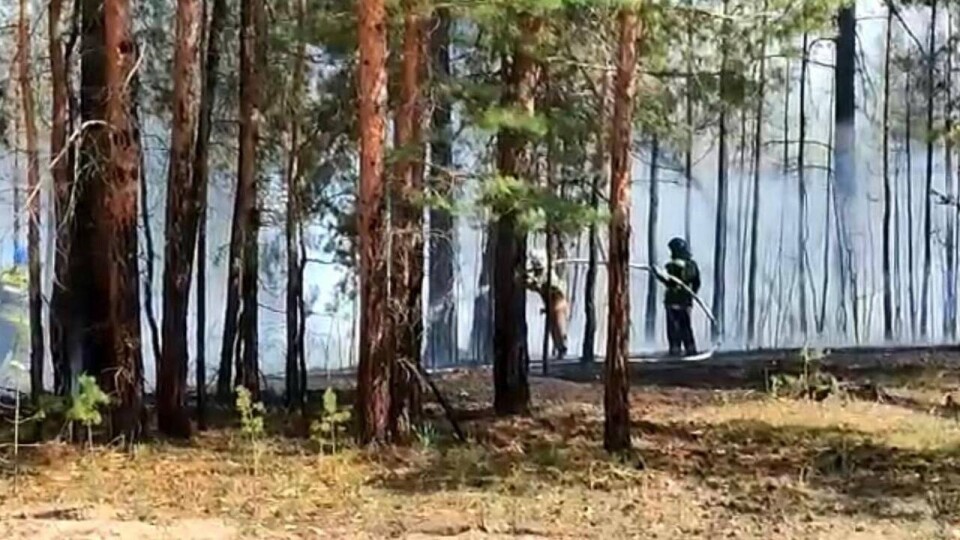 Лесной пожар тушат на трёх участках в резервате "Ертыс-орманы" Павлодарской области