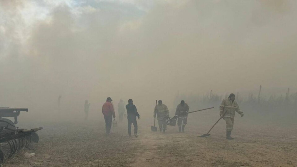 Огонь от горящего камыша в Алматинской области перекинулся на лес. Завели уголовное дело