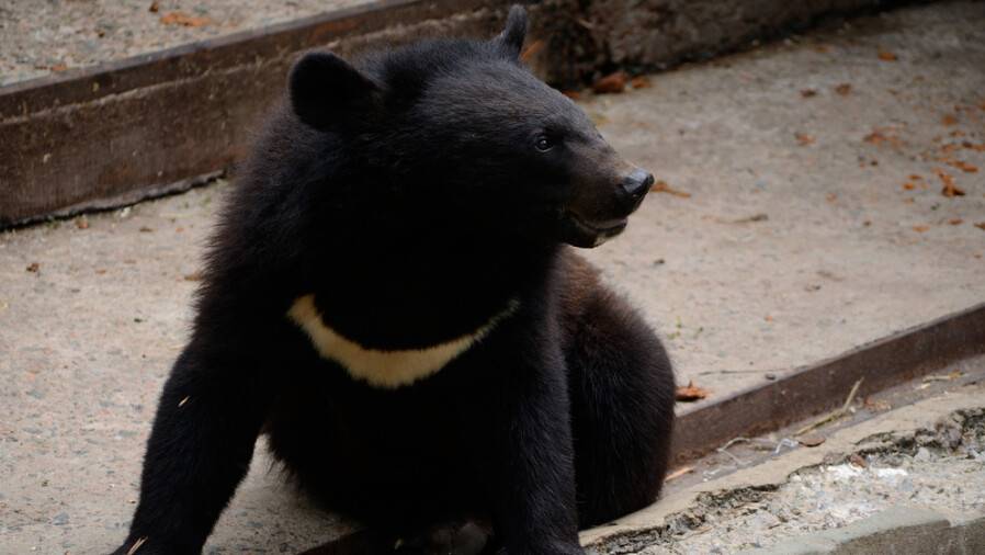 В Алматинском зоопарке показали недавно родившегося гималайского медвежонка