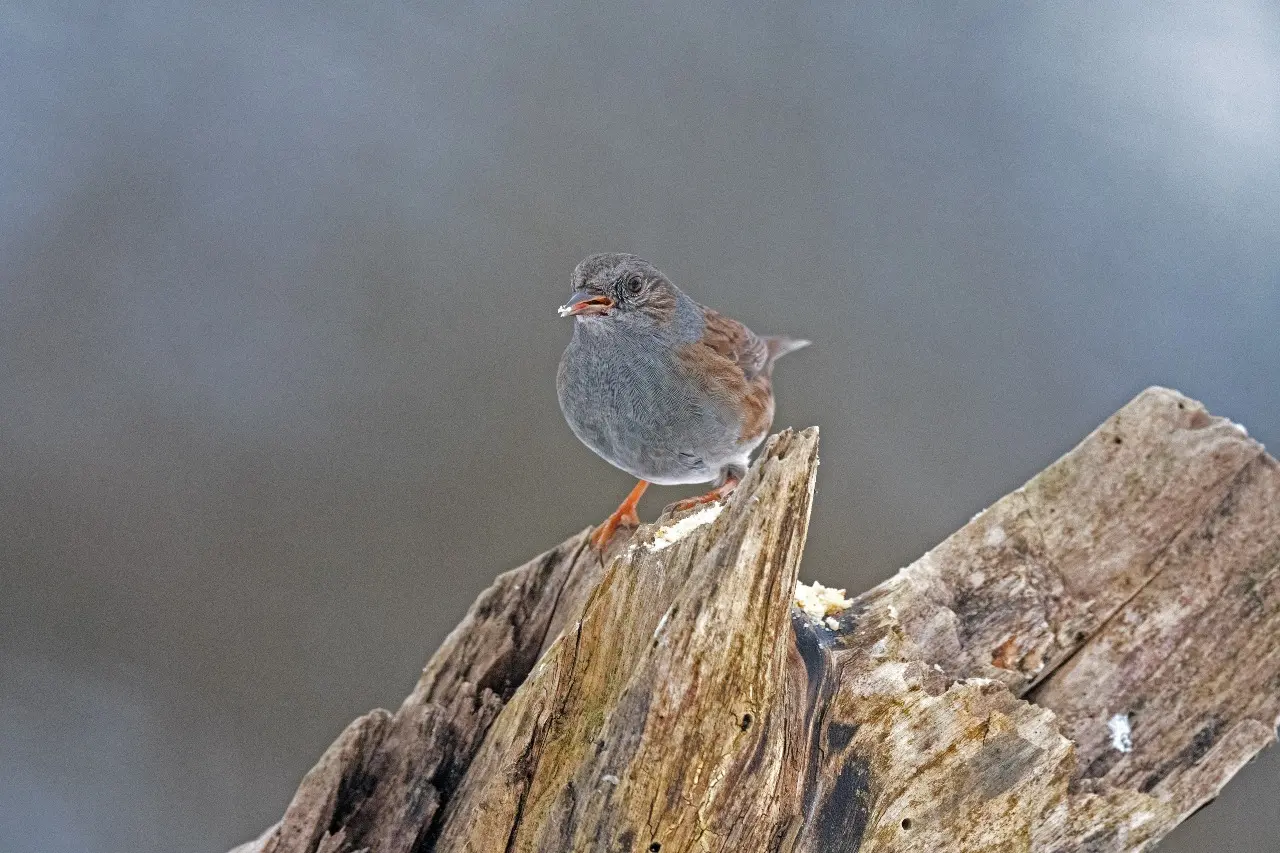 Прогноз погоды на 18 марта: плюсовая температура ожидается по всему Казахстану