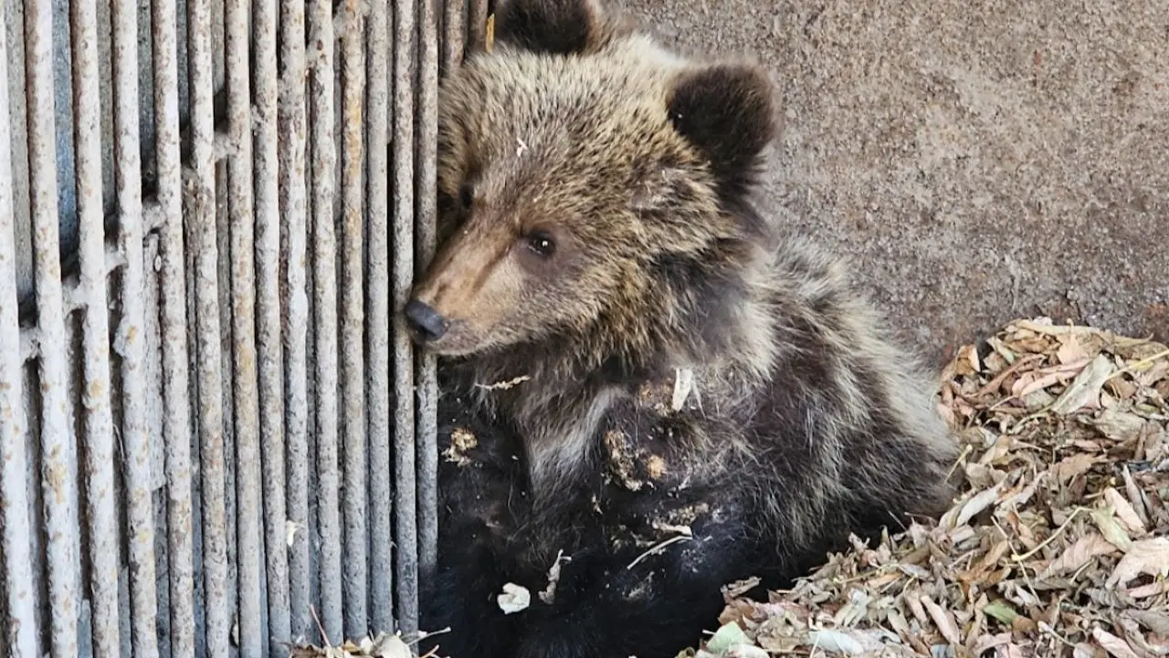 Медвежонок поселился на даче в Риддере, его поймали и отправили в усть-каменогорский зоопарк