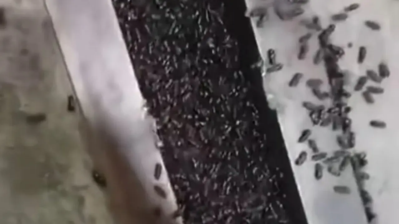 Кадр из видео