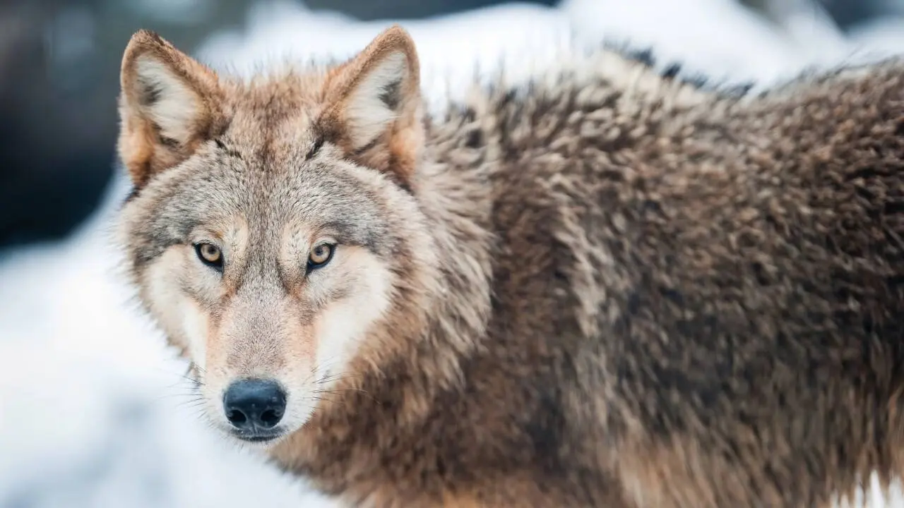 Фото Depositphotos.com