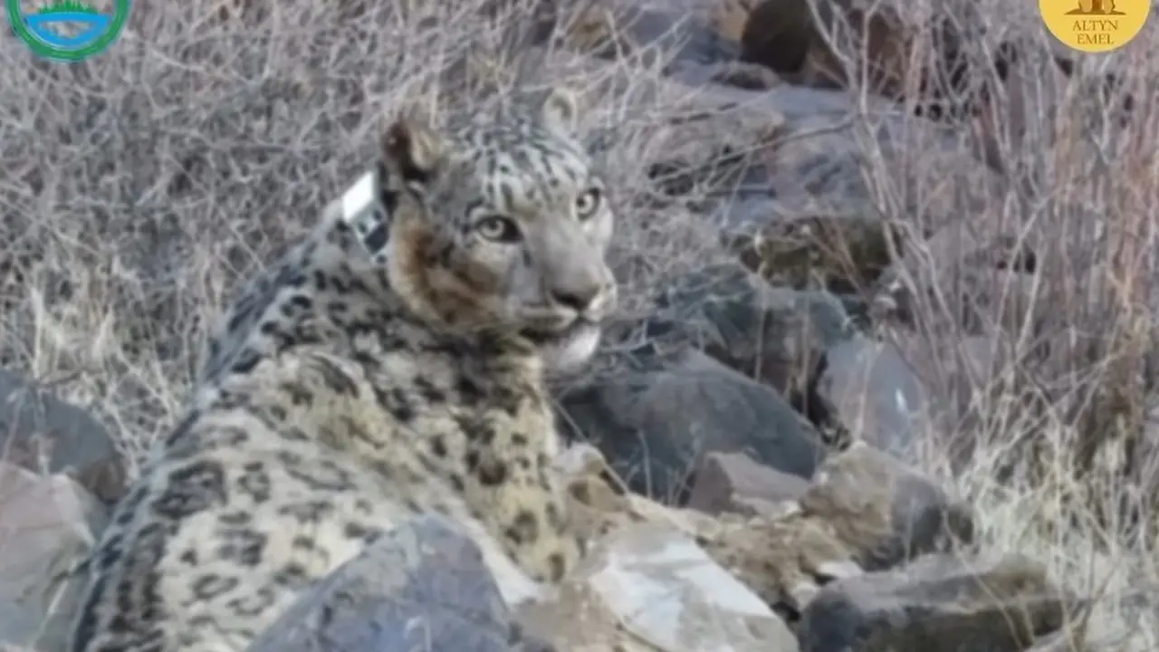 Кадр с видео @qazaqormany  