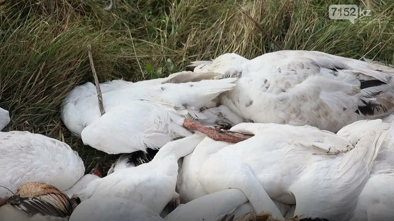 Массовая гибель птицы в СКО: результаты анализов показали наличие пастерёллеза