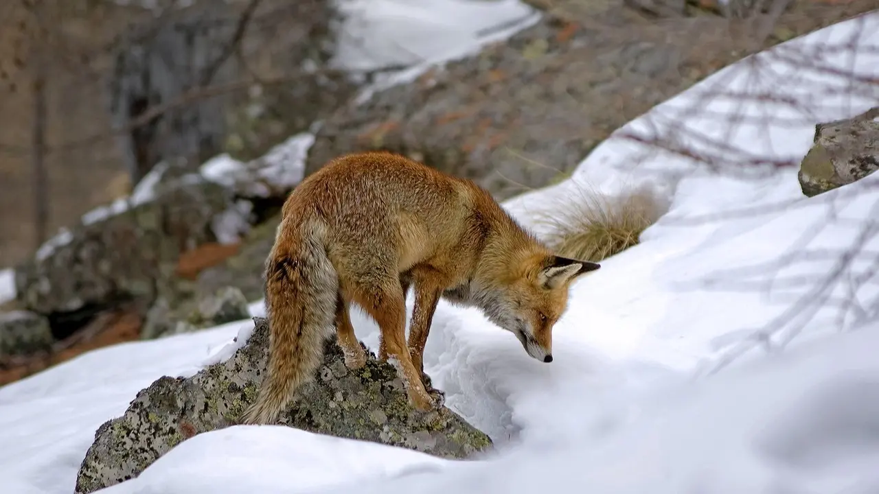 Ограничения из-за бешеной лисы ввели в селе Акмолинской области