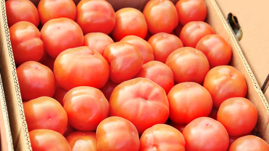 Минсельхоз Казахстана запретил ввоз томатов и перца из Туркменистана из-за вируса