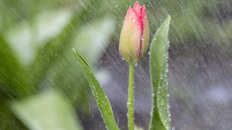 Прогноз погоды на 30 апреля: дожди ожидаются на западе и юге Казахстана