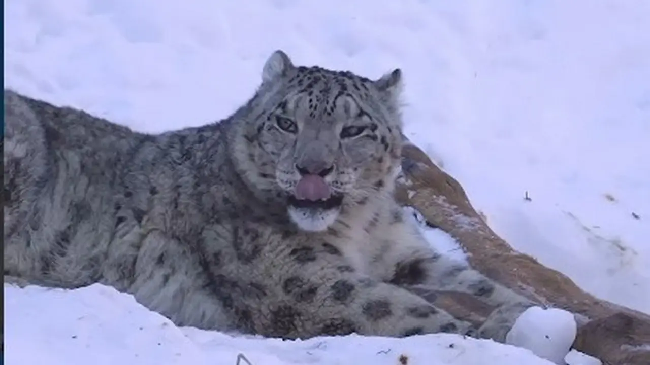 Кадр с видео @dots_foto в Instagram