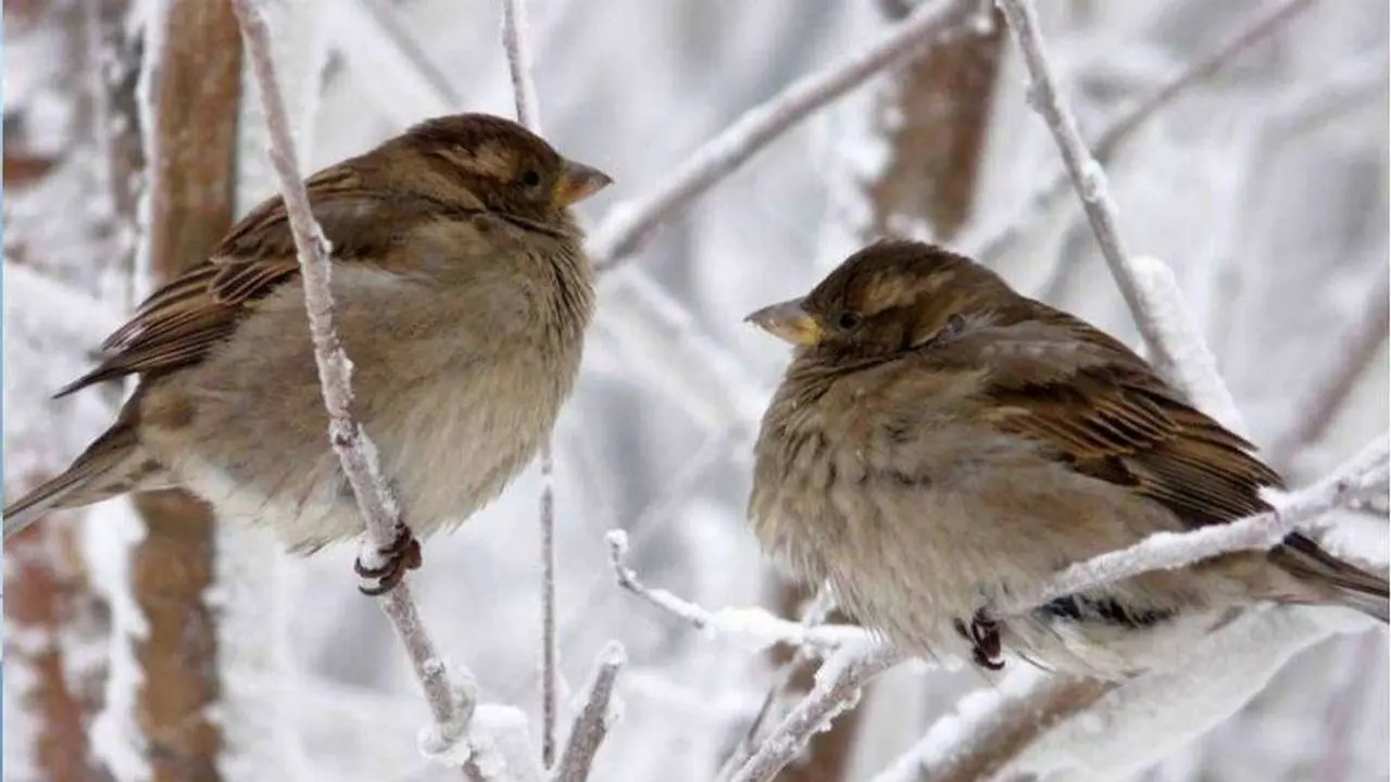Прогноз погоды на 1 марта: сильный мороз сохраняется на востоке и севере страны