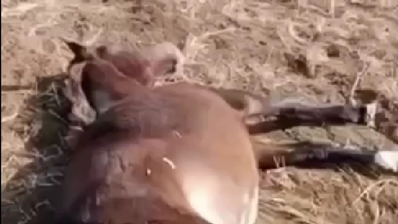 Кадр с видео