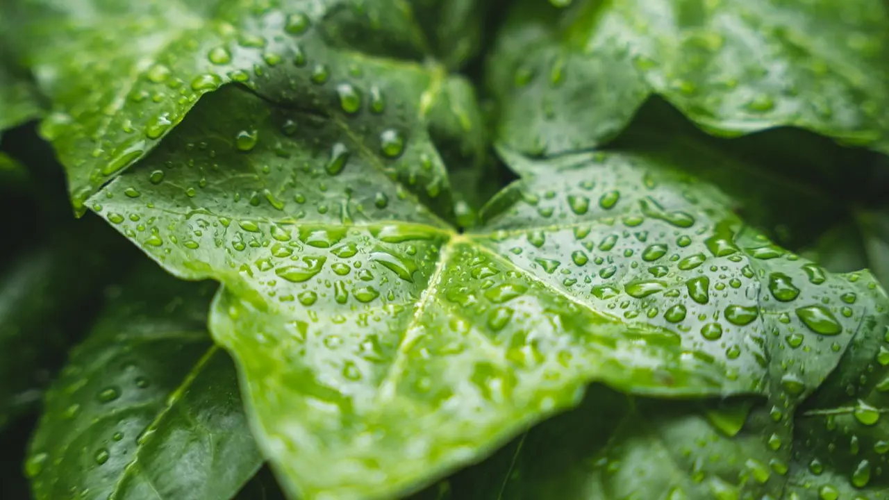 Фото Pixabay.com