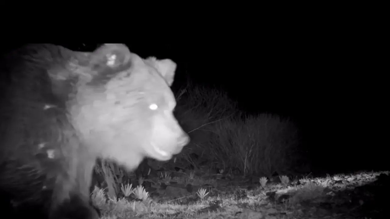 Краснокнижный тяньшанский медведь заинтересовался фотоловушкой в Алтын-Эмеле