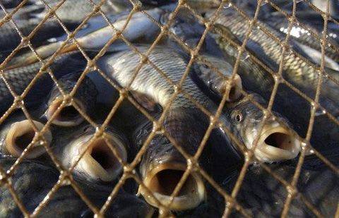 Фото с сайта pavon.kz