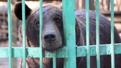 Московский цирк больше месяца не может уехать из Караганды. У животных кончается корм