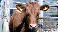 На мизерные компенсации за больной скот пожаловались сельчане Карагандинской области