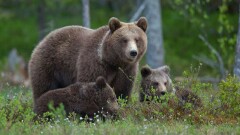 На Камчатке отстреляли более 60 медведей, которые могли представлять угрозу для людей