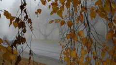 Синоптики рассказали, какой будет погода в среду, 1 ноября