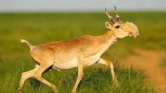Учёные из Европы проверяют теорию изменения климата на сайгаках в Казахстане