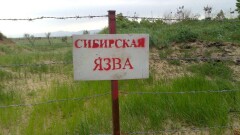 Минздрав об угрозе заражения сибирской язвой в ЮКО: Заболеваний среди населения нет