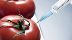 Партия "Ауыл" хочет запретить ГМО-продукцию