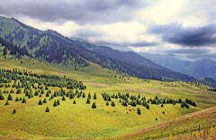 Строительство курорта Кок-Жайляу могут возобновить частные лица