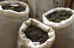 Почти тонну марихуаны обнаружили полицейские в Жамбылской области