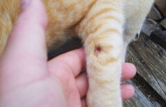 За стрельбу по живой кошке жителя ЗКО оштрафовали и лишили пистолета