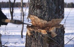 Незаконных лесорубов больше всего в Восточно-Казахстанской области